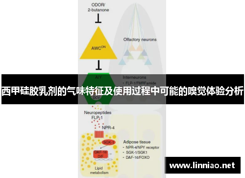 西甲硅胶乳剂的气味特征及使用过程中可能的嗅觉体验分析